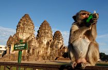 Tailandia: festín anual para los monos de Lopburi