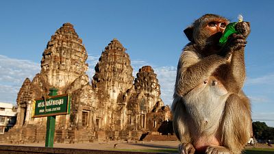 Tailândia oferece "banquete" a macacos
