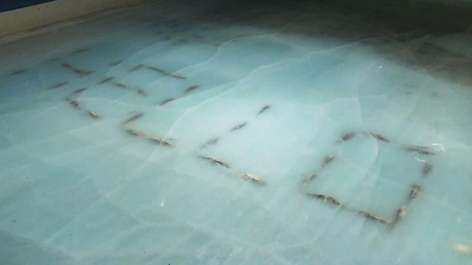 Schlittschuhbahn in Japan: Motive aus gefrorenem Fisch sorgen für Empörung
