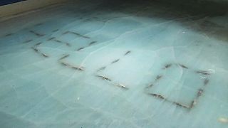Japanese skating rink causes uproar by freezing 5,000 dead fish in ice