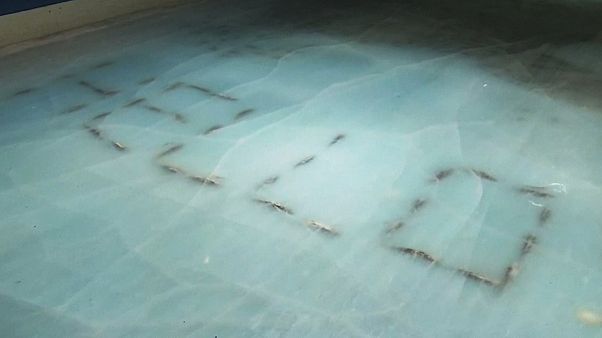 Japanese skating rink causes uproar by freezing 5,000 dead fish in ice Japanese skating rink causes uproar by freezing 5,000 dead fish in ice