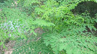 La culture des feuilles de Moringa, l'"or vert" du Niger