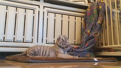 Mama Tierpflegerin und Papa Hund kümmern sich um Tigerbabys von Stukenbrock