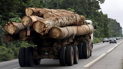 Mozambique moves to protect hardwood forests with new law
