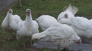 Novo caso de gripe aviária detetado em França