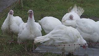 Francia: Detectan el primer caso de gripe aviar en una granja de patos