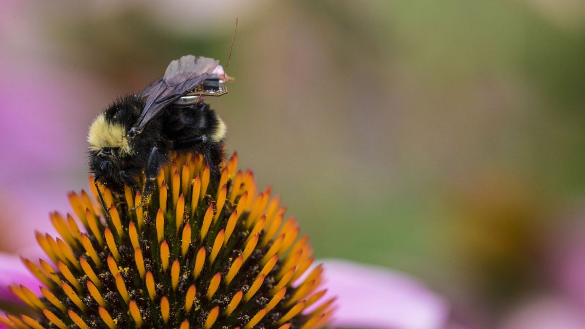Why bees of the future may wear tiny backpacks