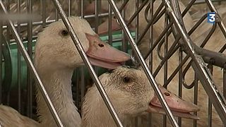 Francia sacrifica miles de aves tras detectar nuevos brotes de gripe aviar