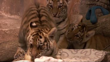 Crias de tigre siberiano estreiam-se no zoológico de Milwaukee
