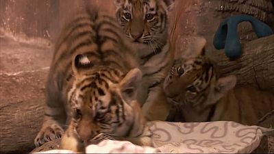 Szibériai tigriskölykök mutatkoztak be egy állatkertben