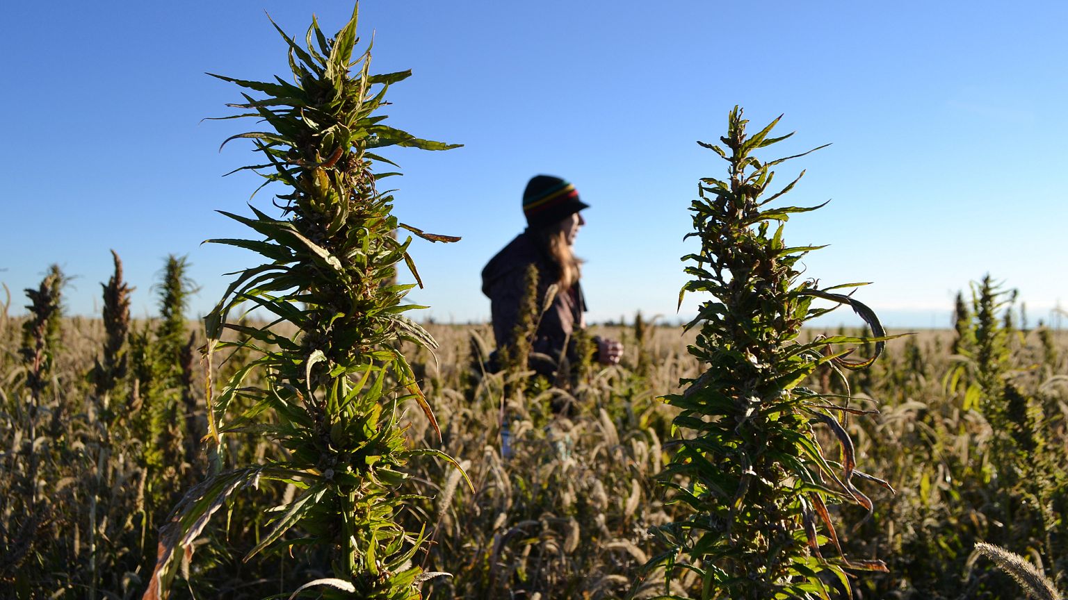 A volunteer walks through a hemp field at a farm in Springfield, Colorado