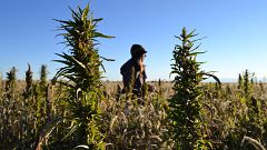 A volunteer walks through a hemp field at a farm in Springfield, Colorado