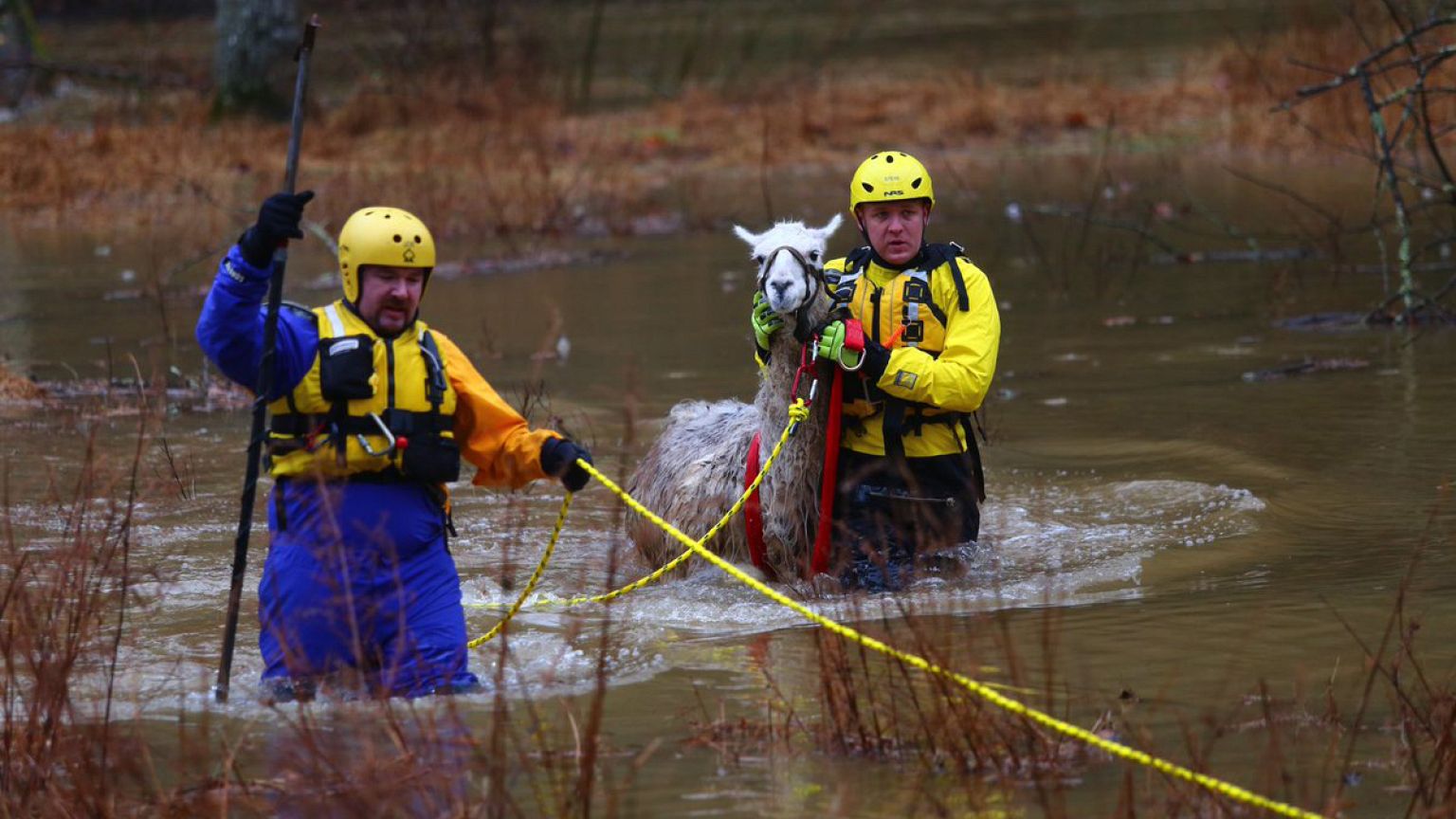 Howard County Fire and Rescue bring a llama to safety after his pasture was