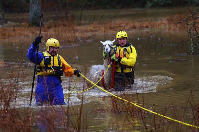 Howard County Fire and Rescue save a llama from flooding Sunday in Mink Hollow, Maryland.