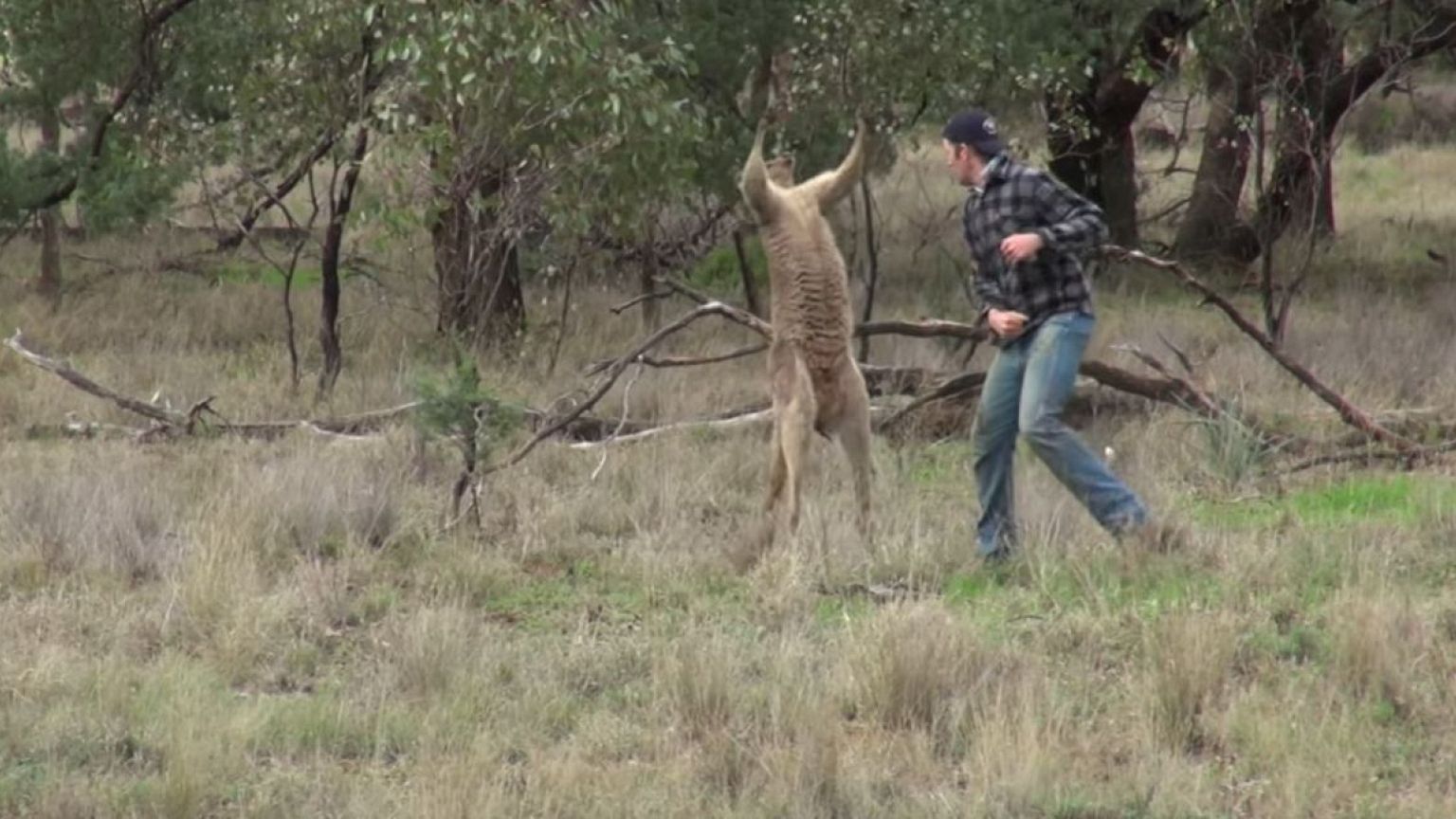 Viral video of man punching kangaroo is more than meets the eye