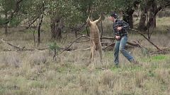 Viral video of man punching kangaroo is more than meets the eye