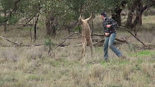 Viral video of man punching kangaroo is more than meets the eye