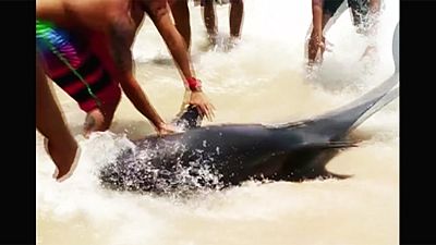 Brazilian beachgoers rescue dolphin stranded in shallow water
