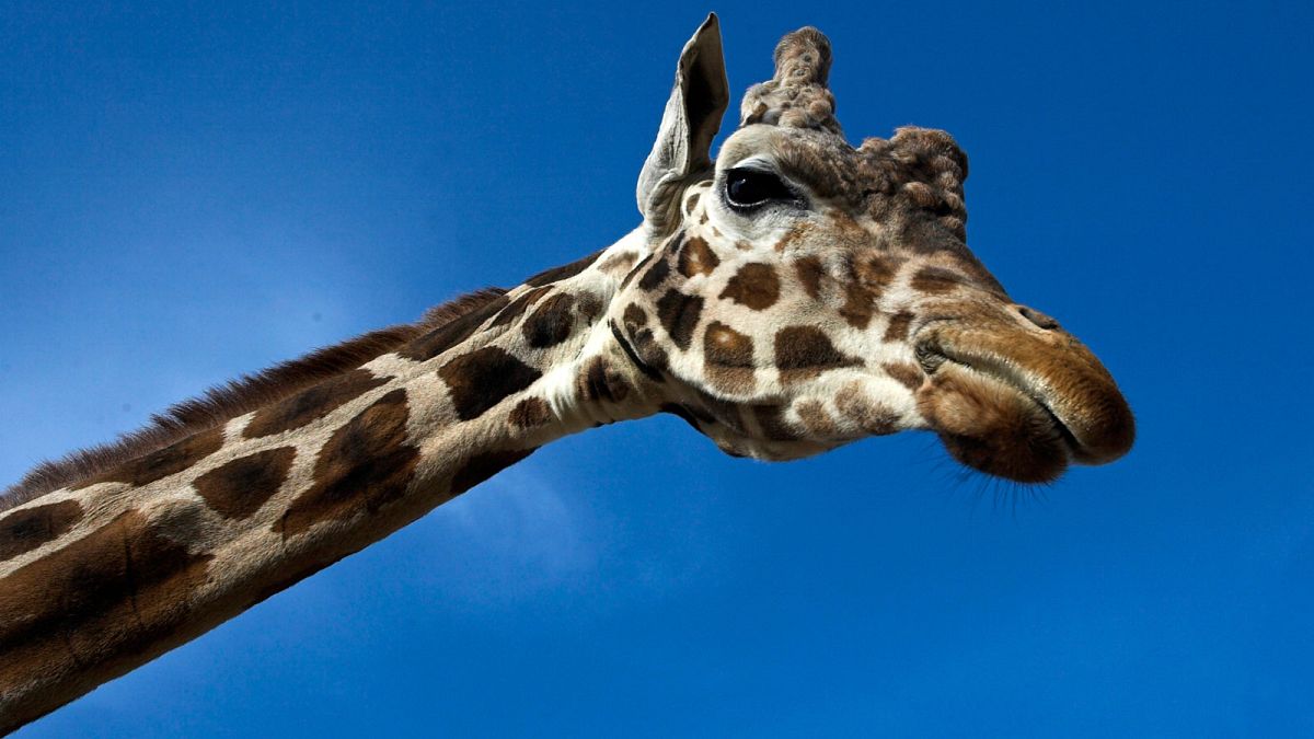 Erstmals auf Roter Liste: Giraffen jetzt gefährdete Tiere