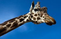 La girafe menacée d'extinction ?