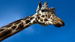 Erstmals auf Roter Liste: Giraffen jetzt gefährdete Tiere