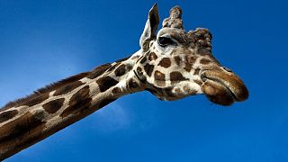 La girafe menacée d'extinction ?