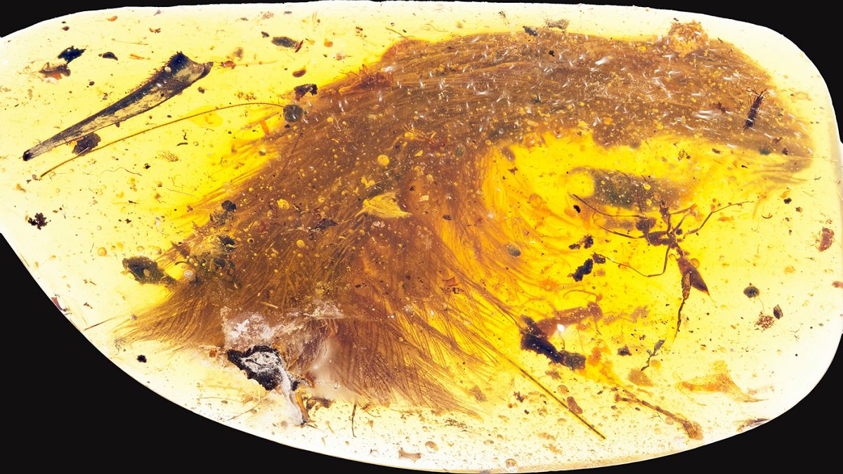 Remarkable feathered dinosaur tail found in chunk of amber
