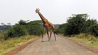 Les girafes menacées d'extinction