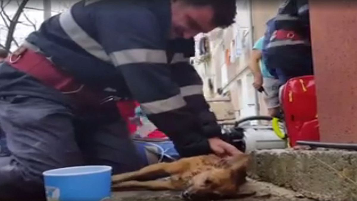 Watch: Firefighter resuscitates dog using mouth-to-mouth and CPR