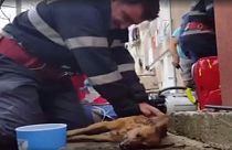 VIDEÓ: Kutyát élesztett újra egy tűzoltó Romániában