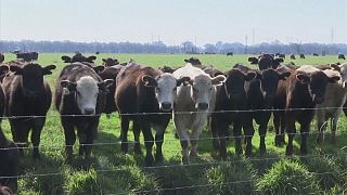 Коровы - как источник парникового эффекта?