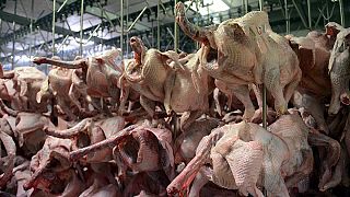Türkiye hindi eti yemiyor ama satıyor