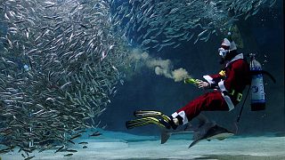 Underwater Santa treats fish