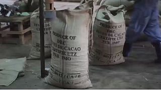 RDC: timide reprise de la culture du cacao dans le Nord-Kivu