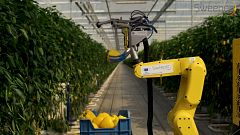 Image: The SWEEPER robot is the first sweet pepper harvesting robot in the 