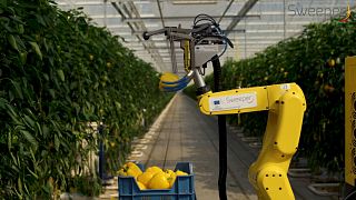 Image: The SWEEPER robot is the first sweet pepper harvesting robot in the 