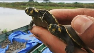 100 mil tartarugas bebés libertadas na Bolívia