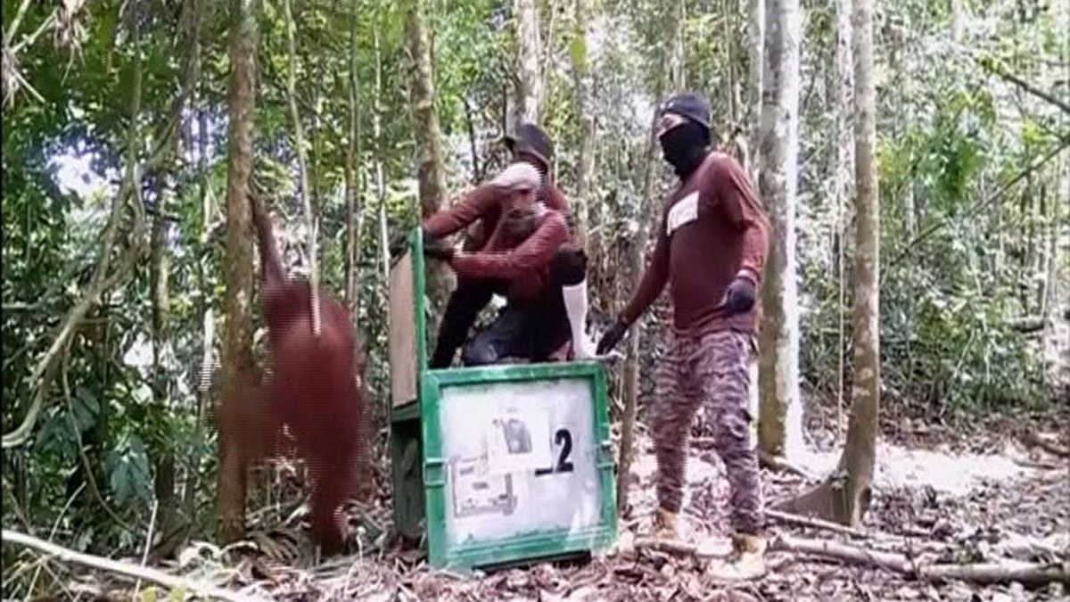 رها کردن اورانگوتان ها در جنگل برای حفظ نسل آنها