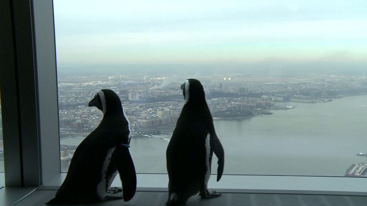 Pinguins de visita a Nova Iorque