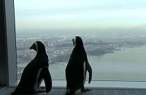 Pinguintouristen in New York