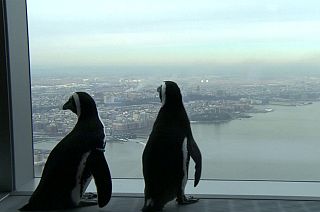 Penguins on sky-high sightseeing tour of Big Apple