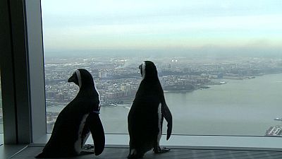 Una pareja de pingüinos visitando Nueva York