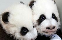 Cseperednek a pandabocsok a kantoni nemzeti parkban
