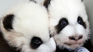 Primera aparición pública de dos bebés de oso panda gigante en China