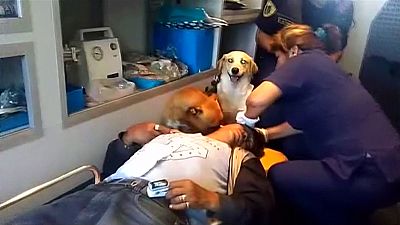 سگ ها همراه با صاحب مجروحشان در آمبولانس