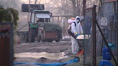 H5N8: Geflügel in Polen gekeult