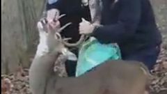 ماموران به آرامی گوزنی را که شاخ‌هایش در کلافی از سیم گرفتار شده بود نجات دادند