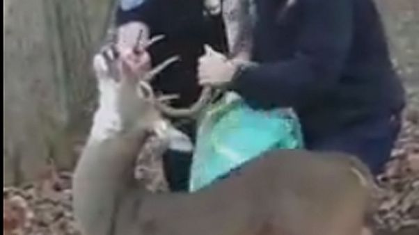 ماموران به آرامی گوزنی را که شاخهایش در کلافی از سیم گرفتار شده بود نجات دادند ماموران به آرامی گوزنی را که شاخهایش در کلافی از سیم گرفتار شده بود نجات دادند