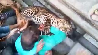 Wild leopard savages man in India