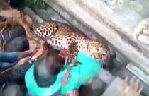 Leopard: Ein Verletzter nach Einfang-Aktion